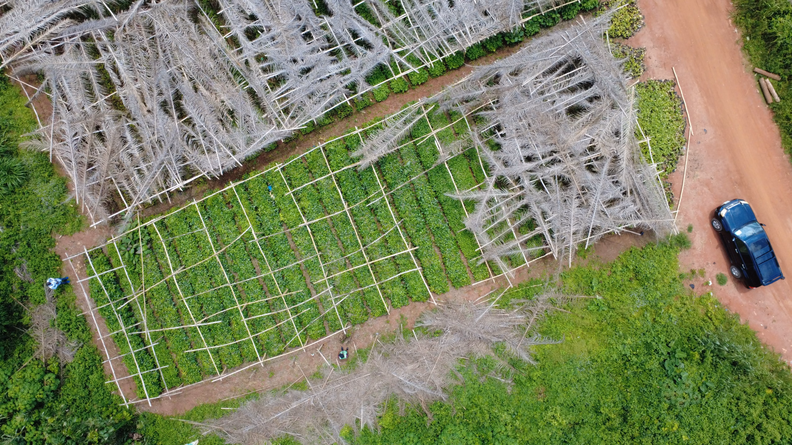 Seplat Tree4Life Reforestation