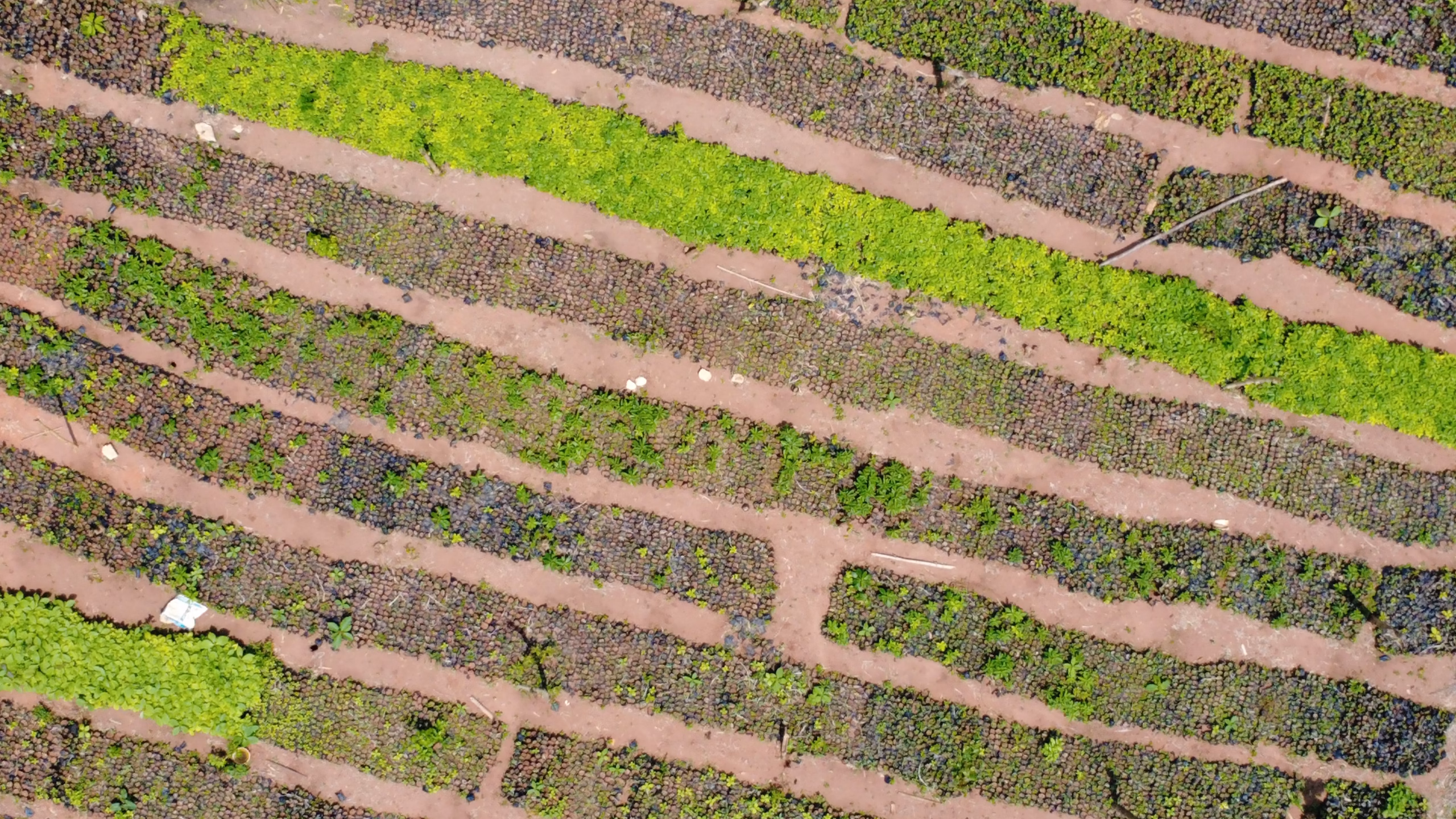 Seplat Tree4Life Reforestation