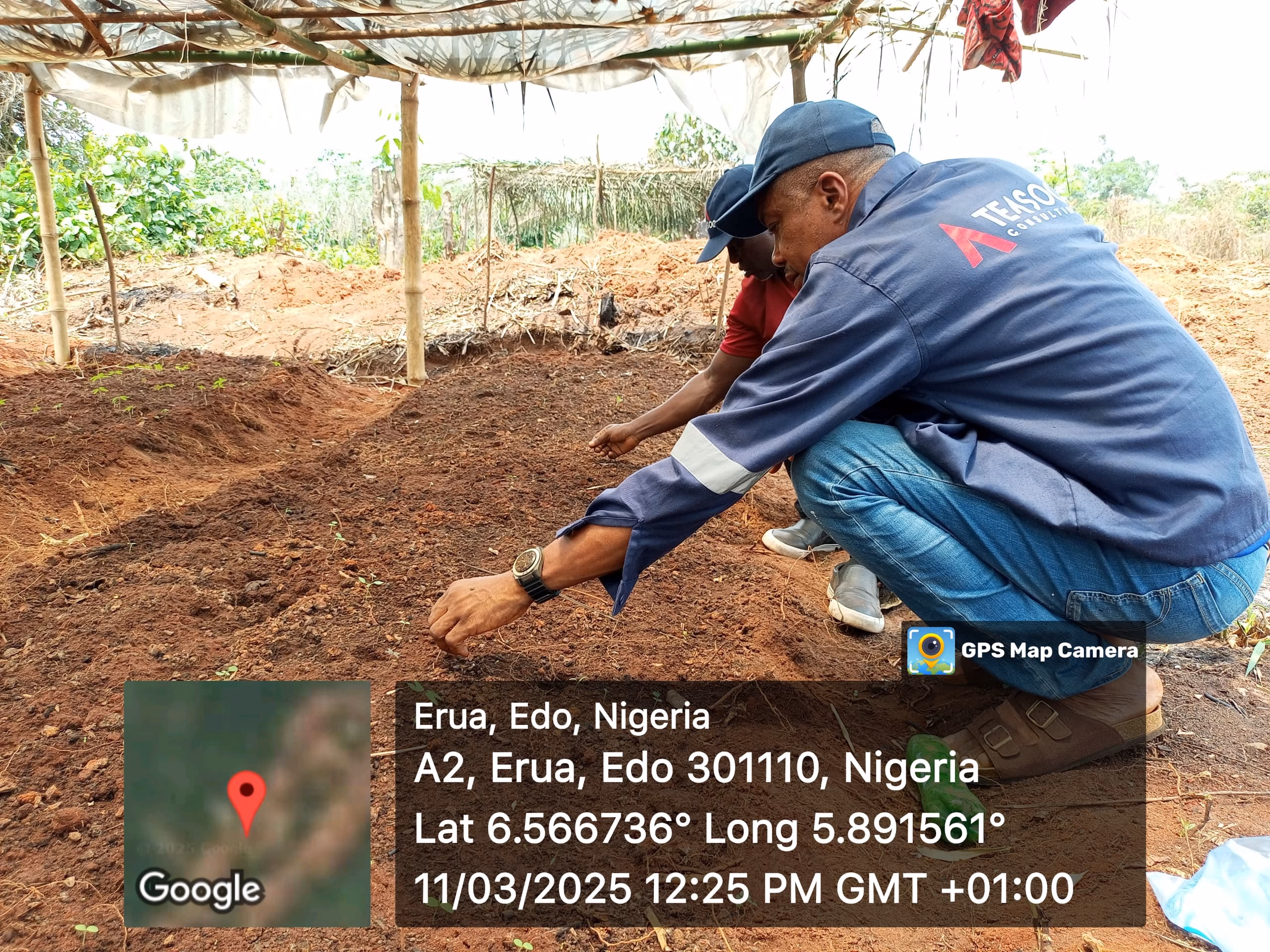 Seplat Tree4Life Reforestation