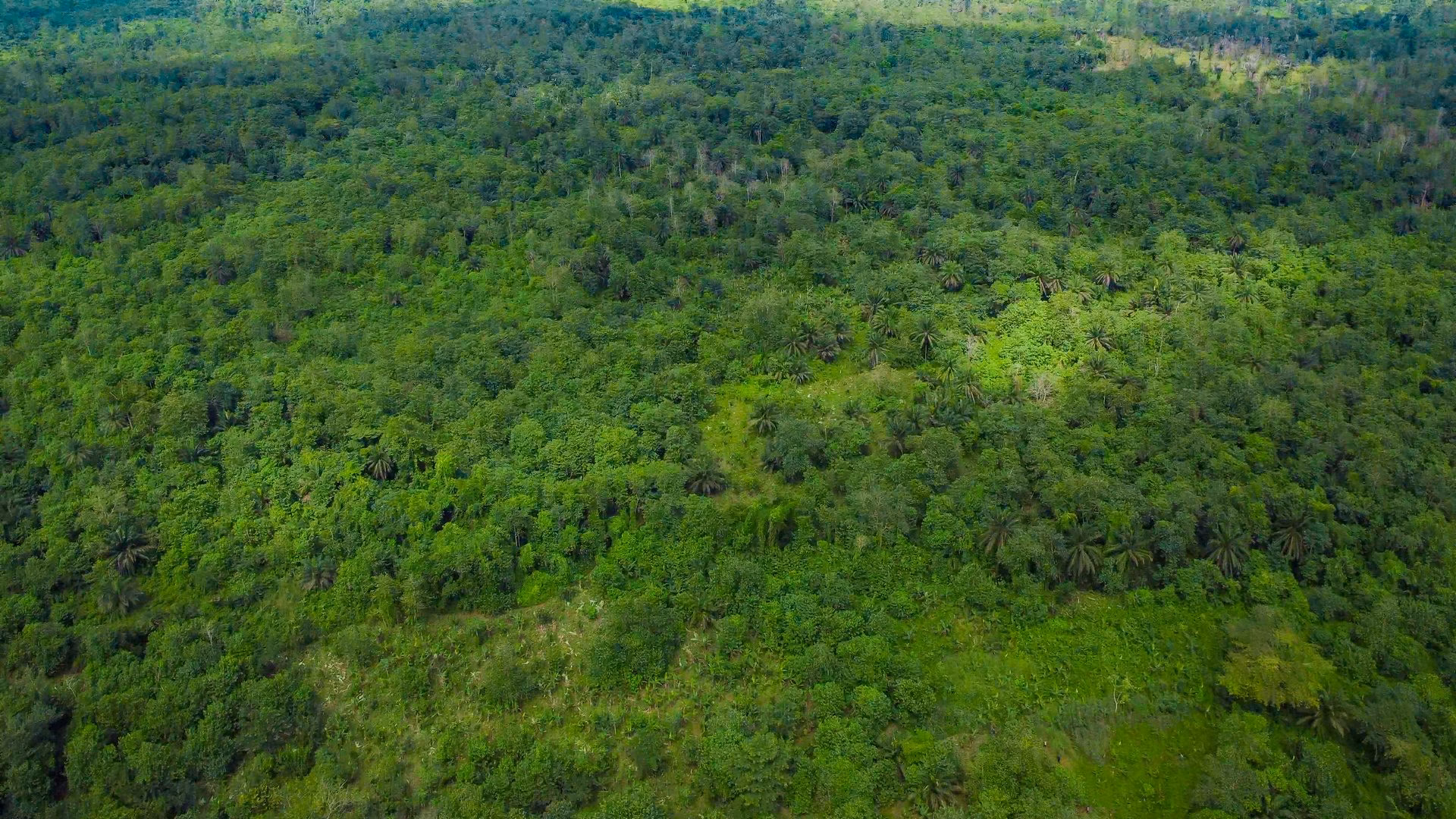 Aerial view of a restored forest canopy