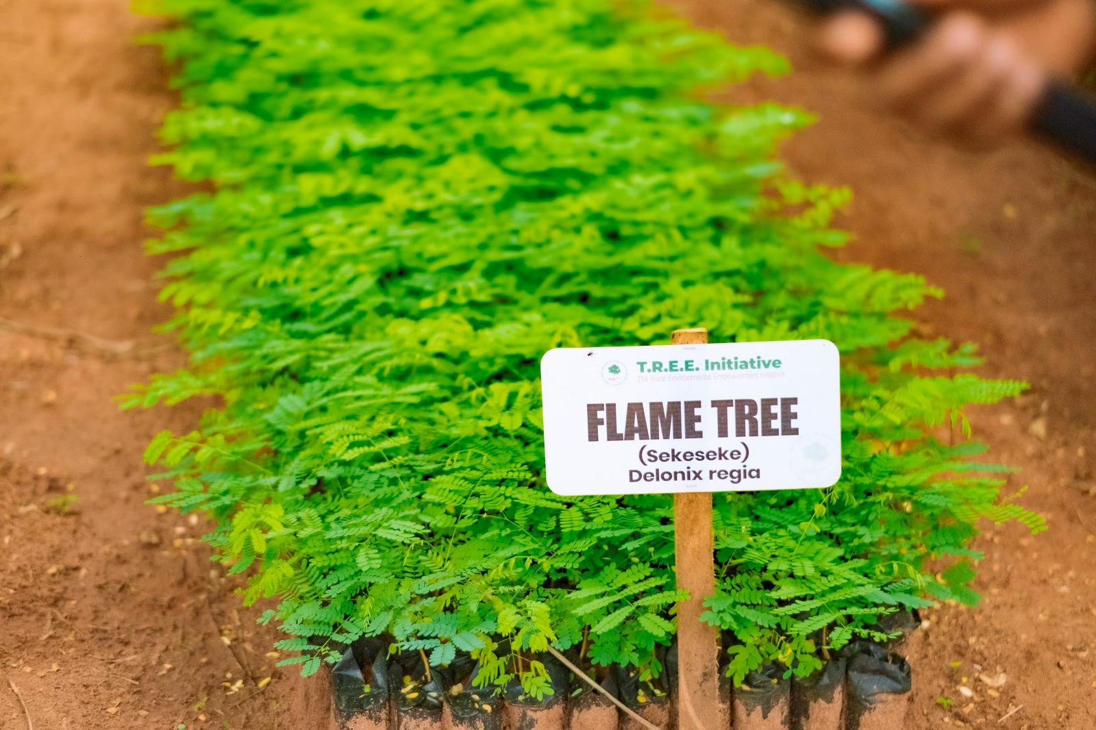 Vivid young trees thriving in a plantation