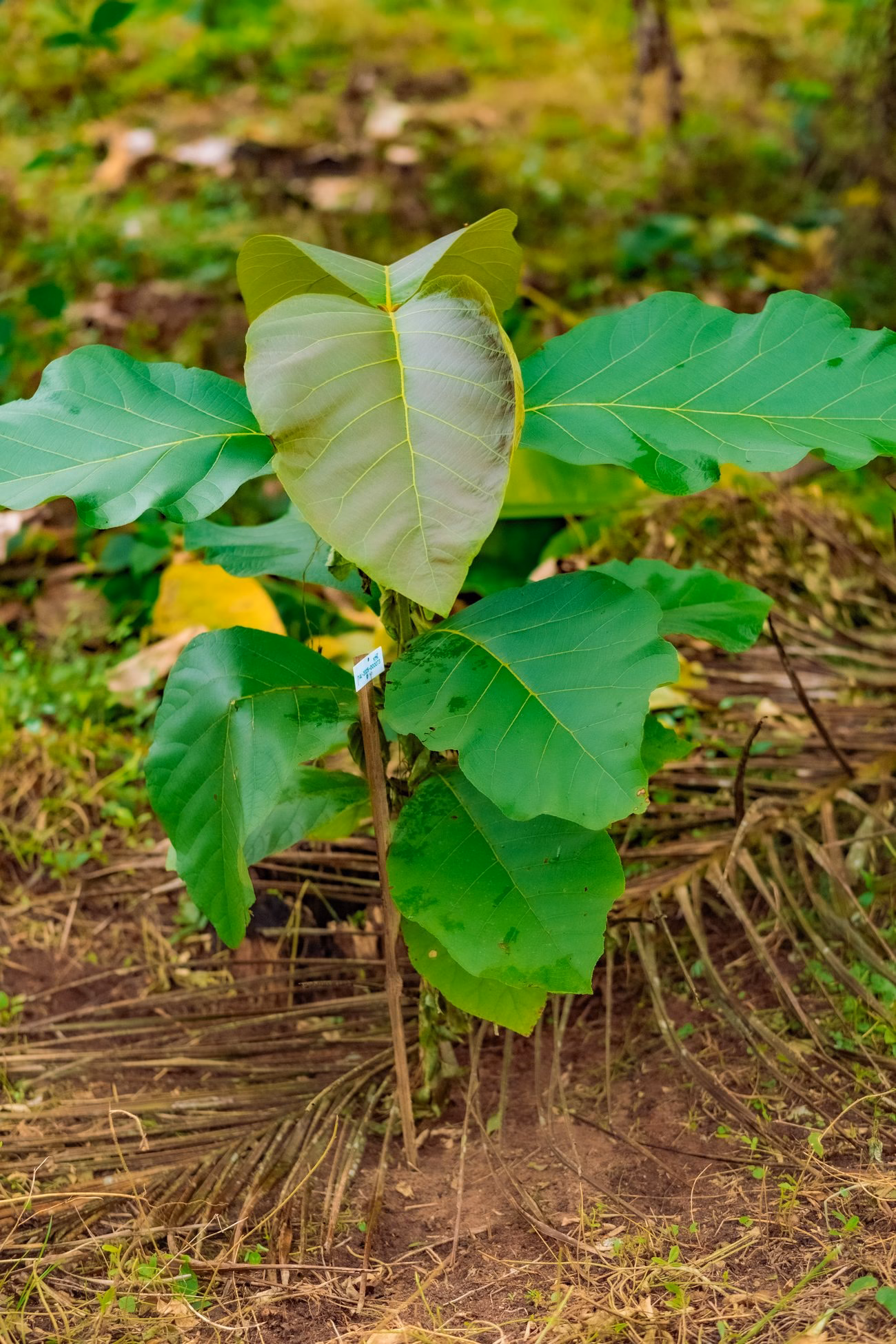A healthy young sapling