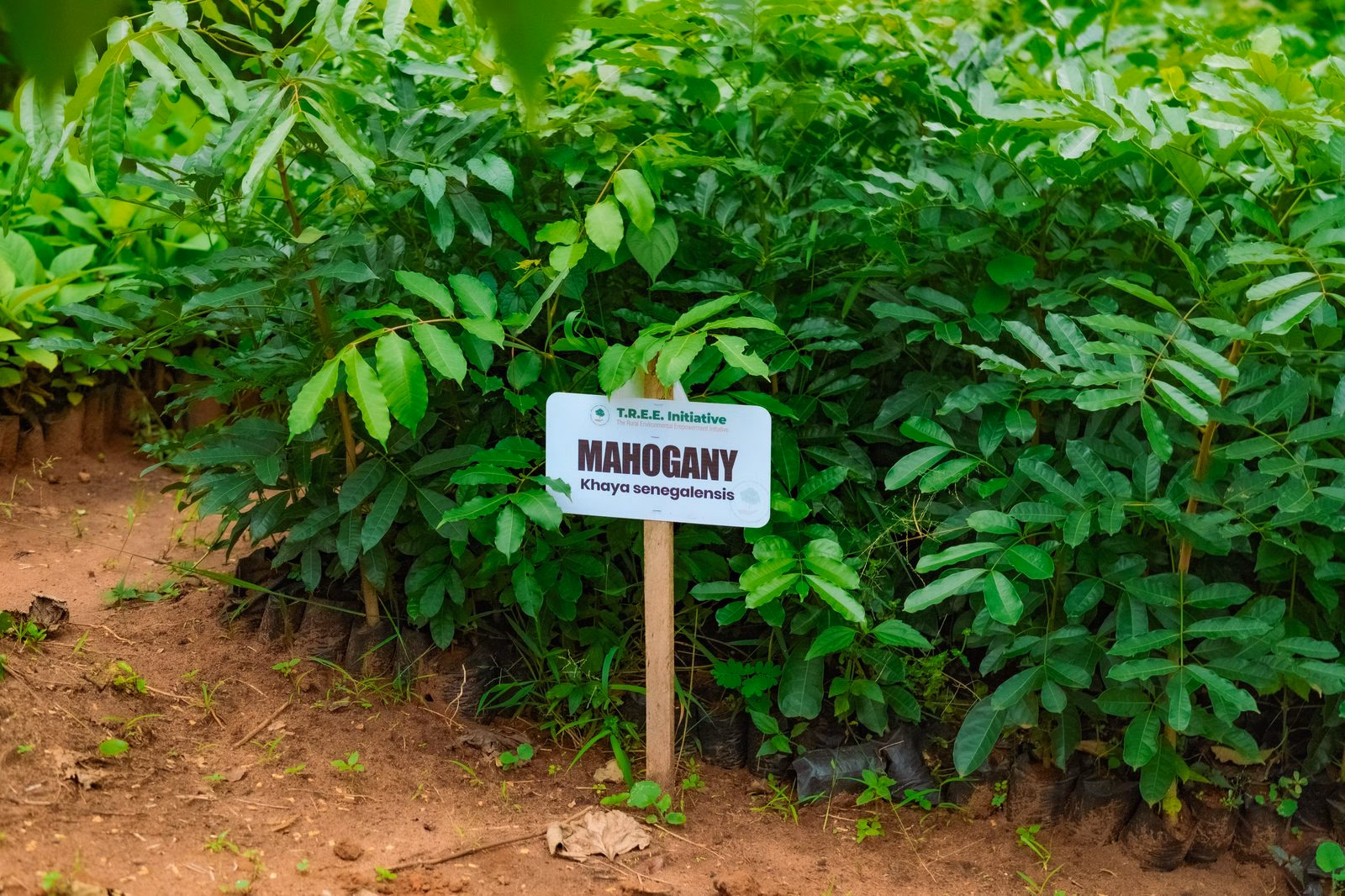 Indigenous trees flourishing