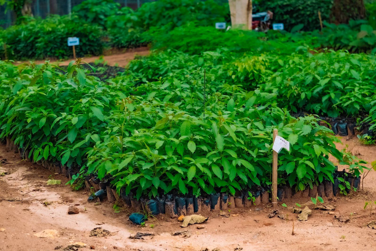 Rows of healthy seedlings