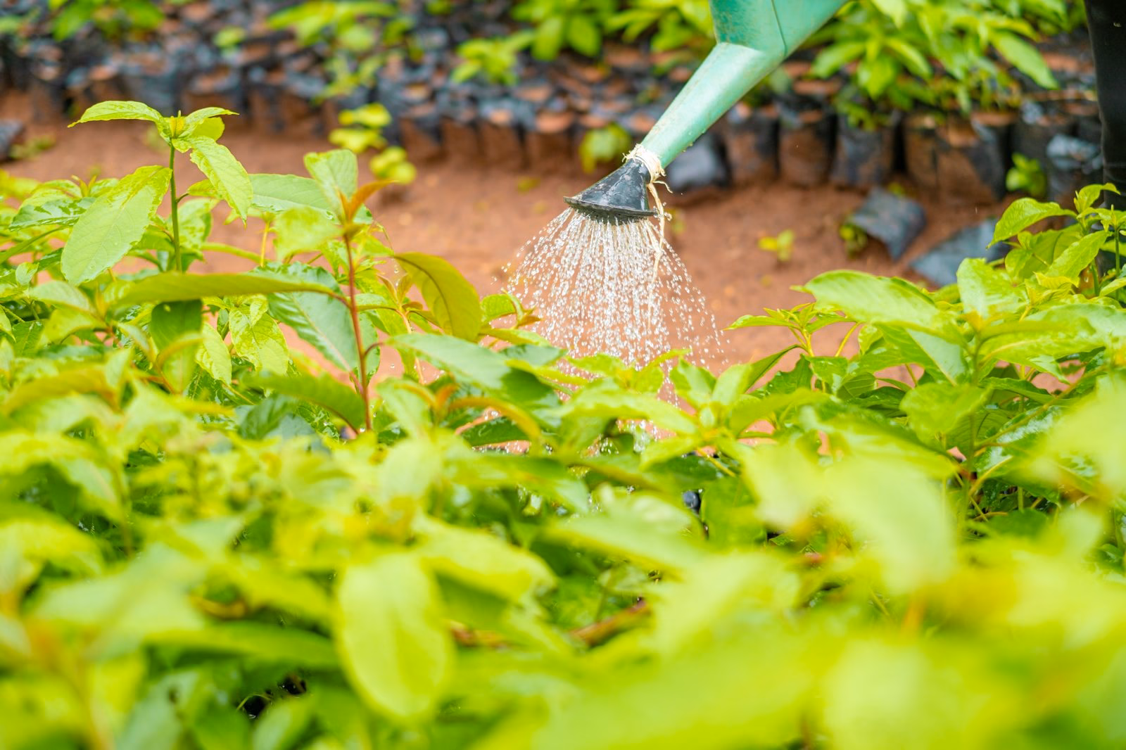 Nurturing seedlings with care